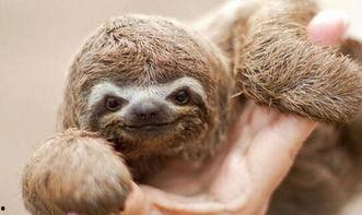 动物女巫爆料视频,探寻魔法世界的真实面纱  第1张